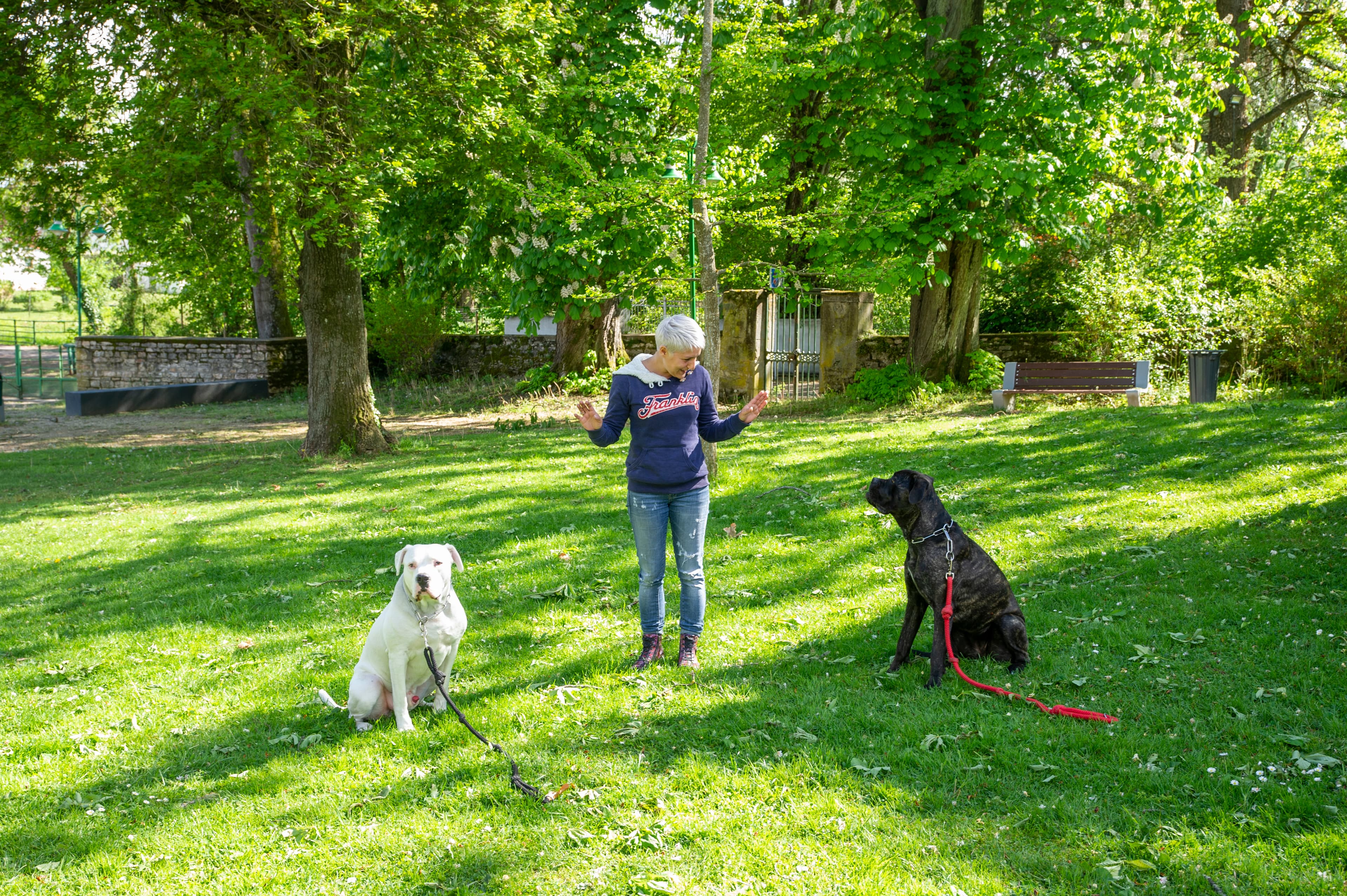 Séance d'éducation canine